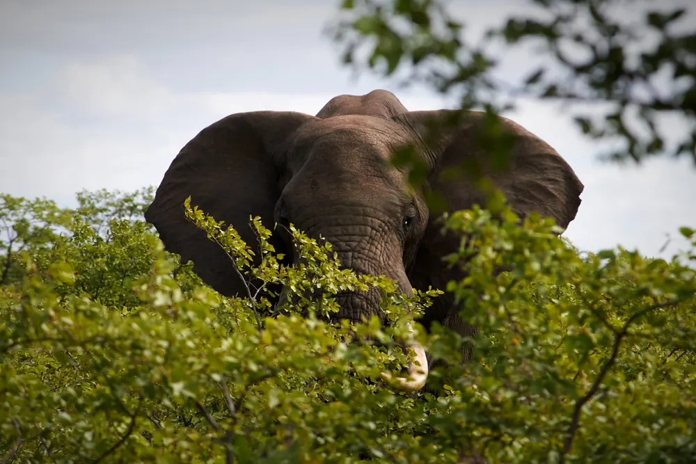 An elephant looking up from green bush