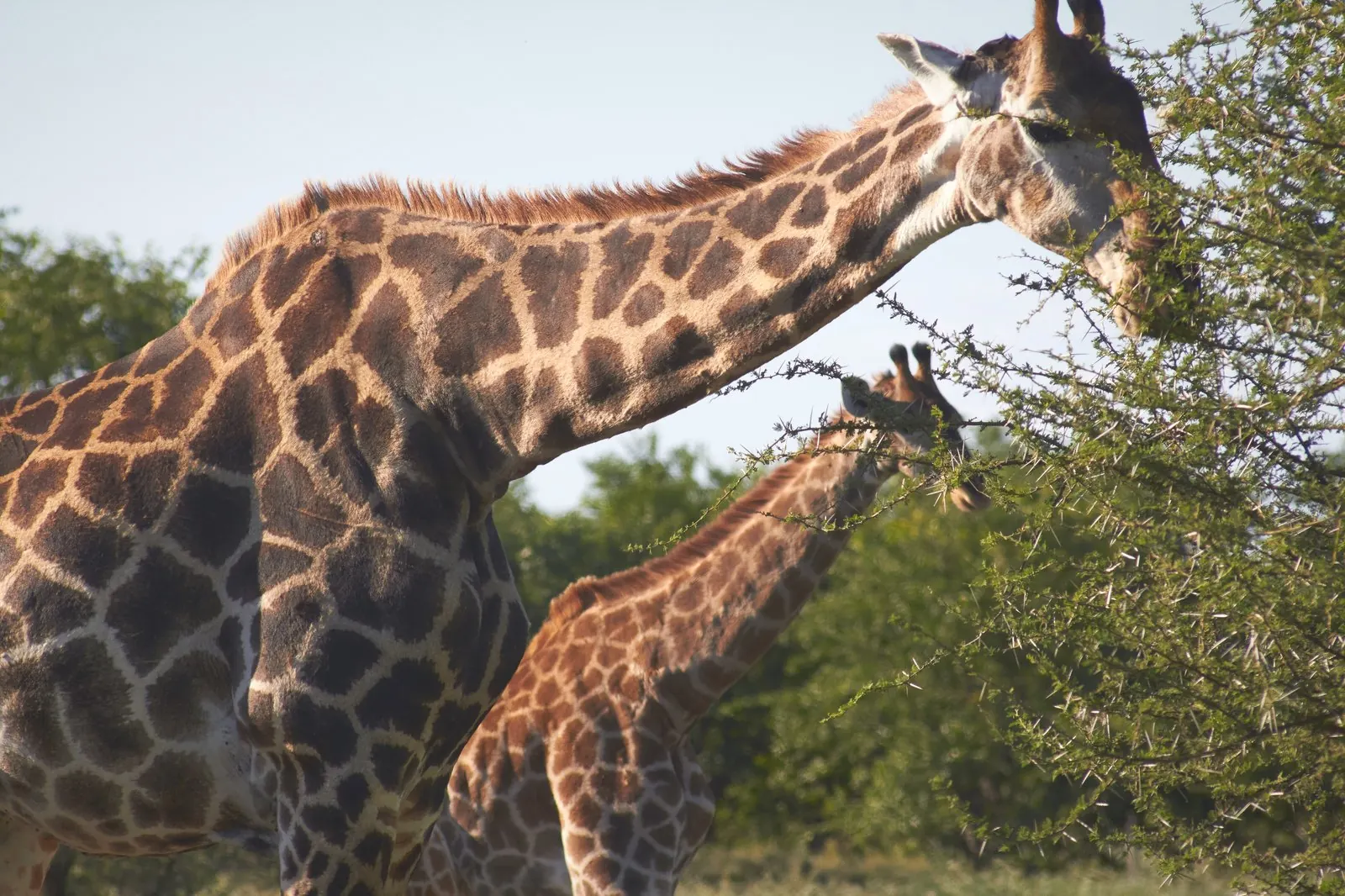 Two giraffes browsing