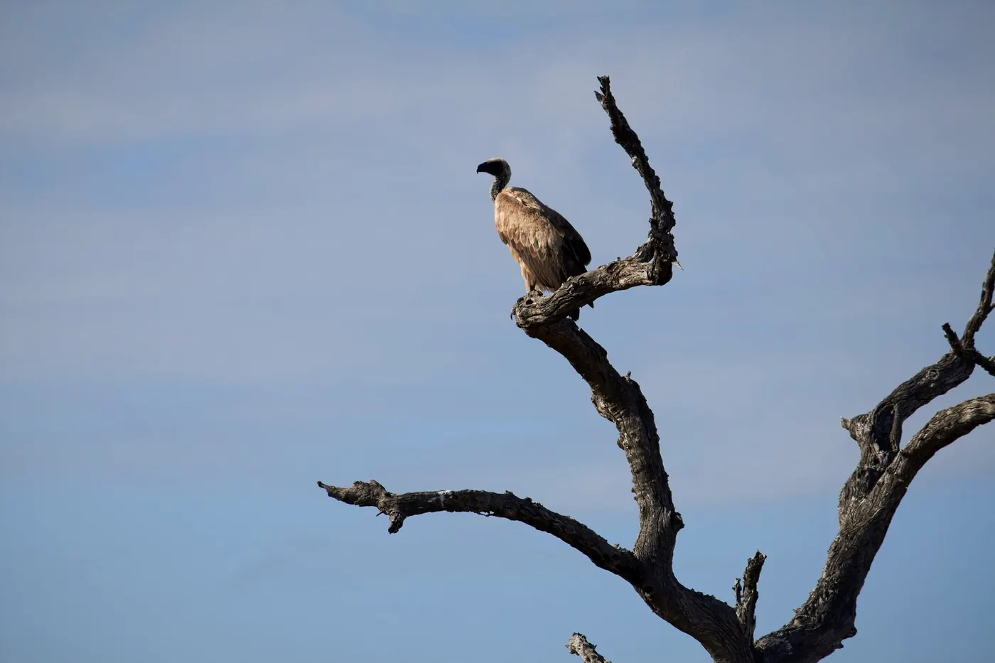 A vulture on a bare branch against a pale sky
