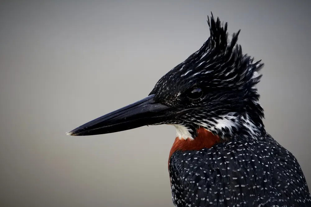 A giant kingfisher in profile