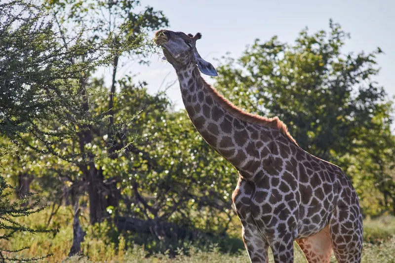 A giraffe browsing among acacia trees